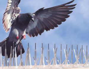 شركة مكافحة الحمام بالرياض